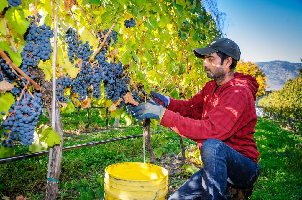 Wine and Olive oil tour