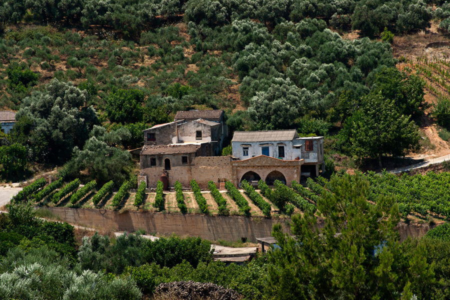 Wine and Olive oil tour