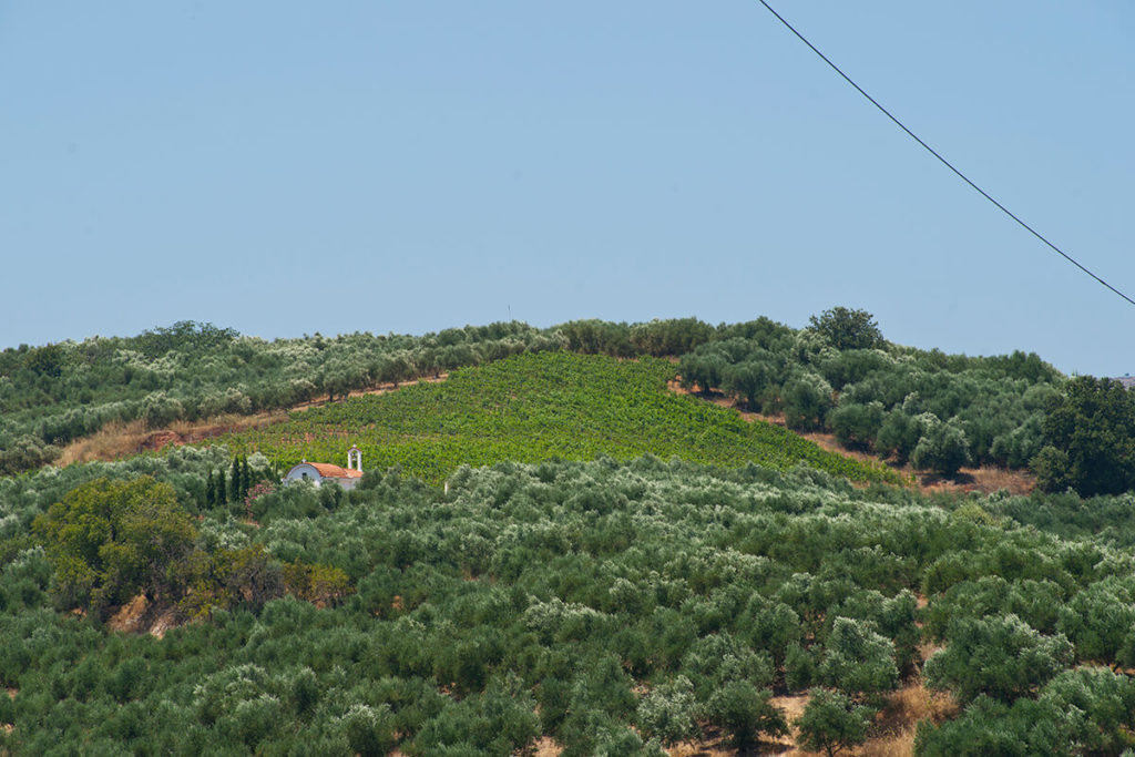 Wine and Olive oil tour